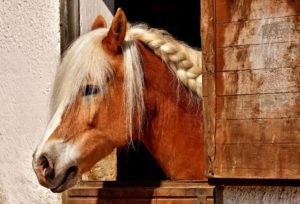 cheval gite des frontières